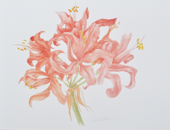 nerine3