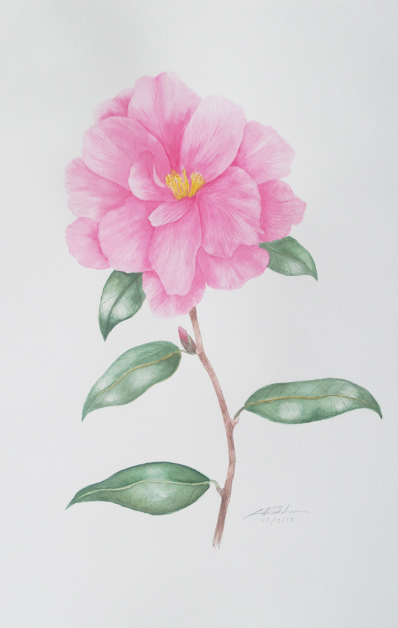 pink camellia.jpg