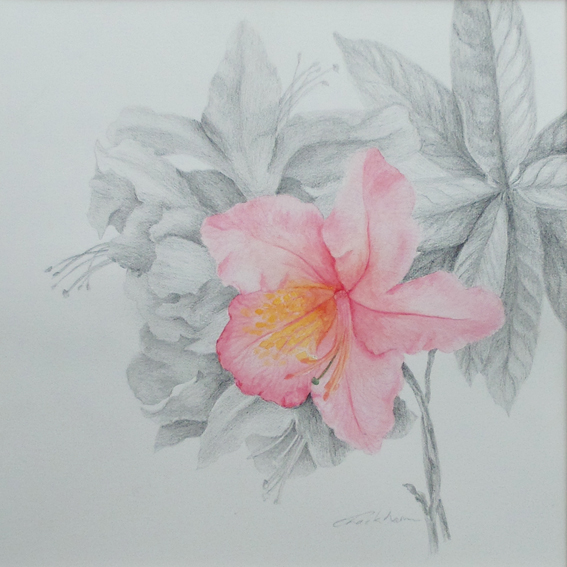 Catalogue – Caroline Rackham