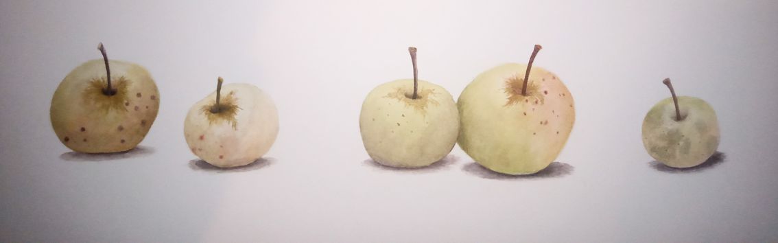 crab apples webready